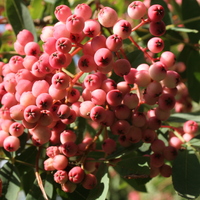 Sorbus pseudohupehensis 